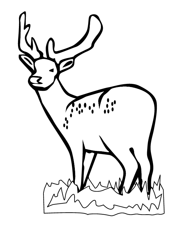 deer head coloring pages - photo #18