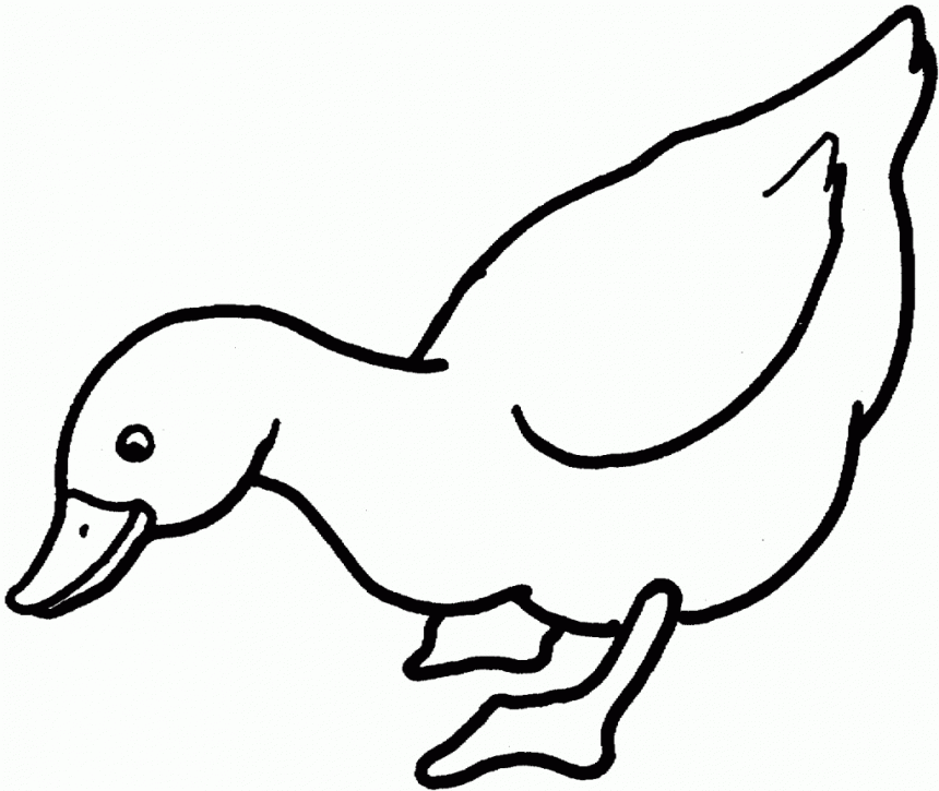 mallard ducks coloring pages - photo #9