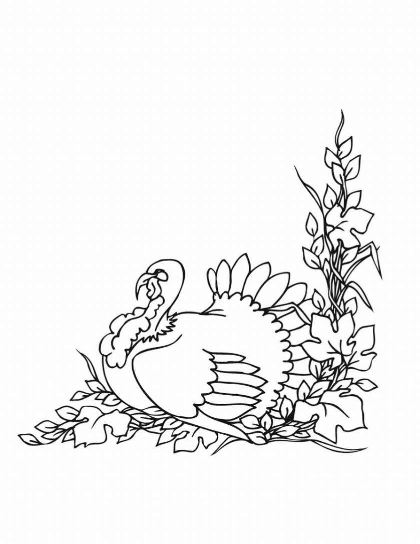 Free Turkey Coloring Pages For Kids