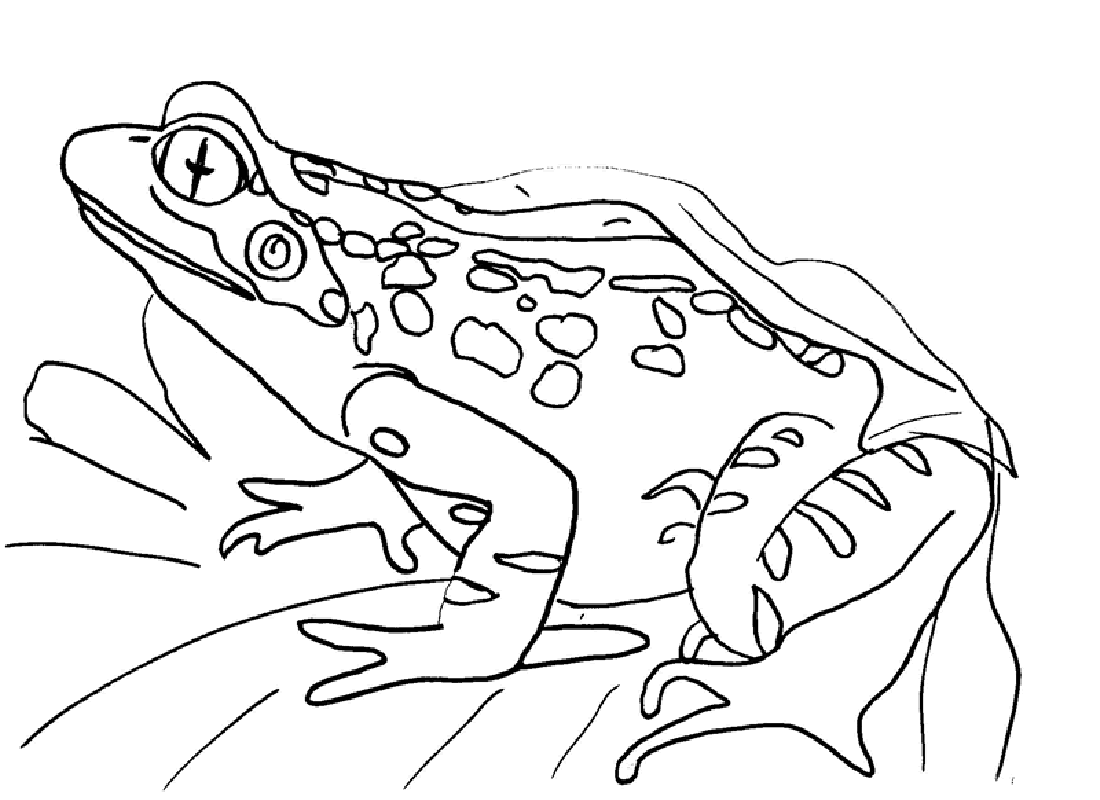toad coloring pages-#47