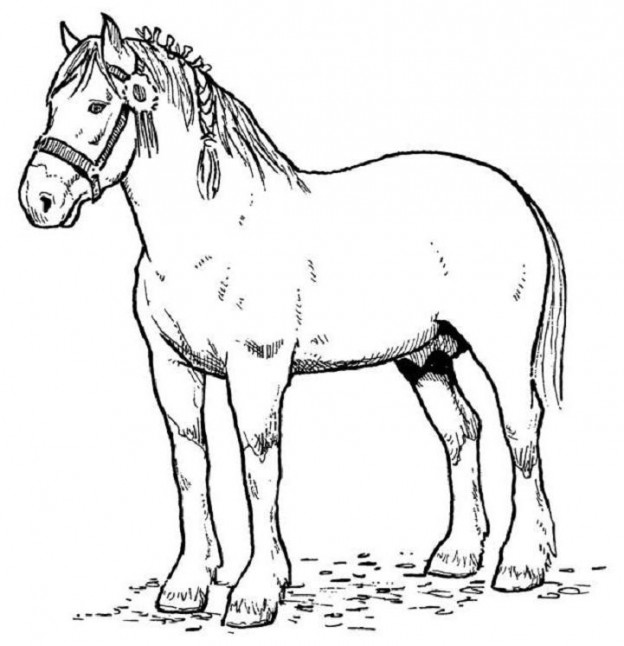 racehorse coloring pages - photo #34