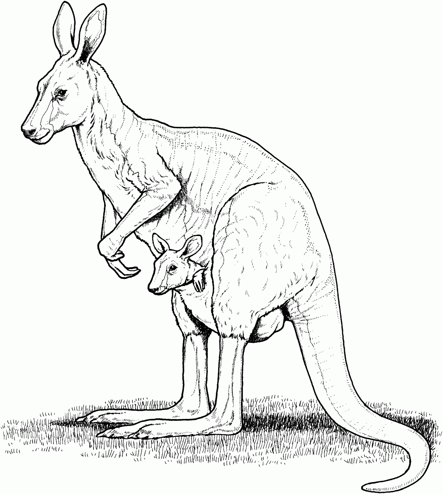 Free Printable Kangaroo Coloring Pages For Kids