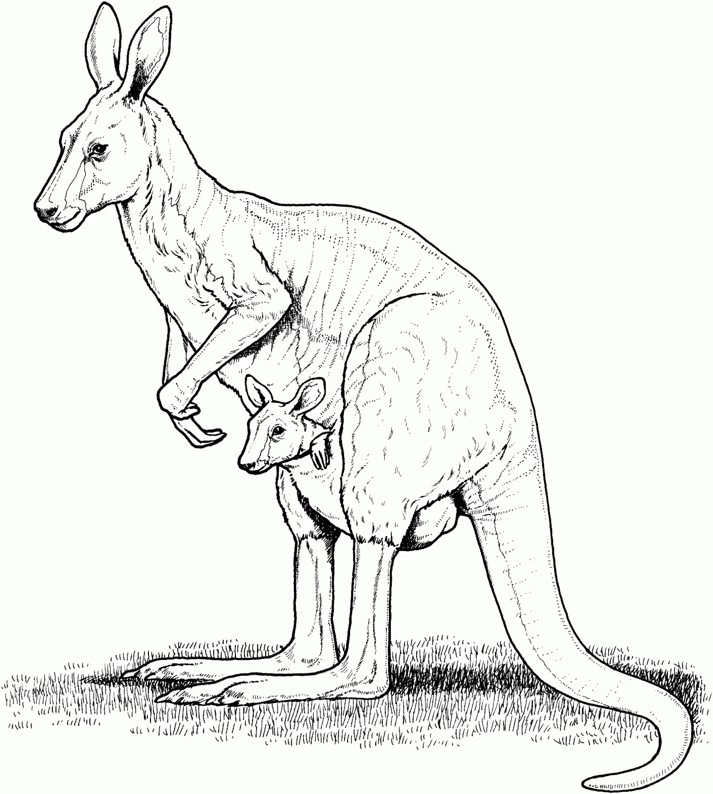 kangaroo coloring pages preschoolers - photo #35