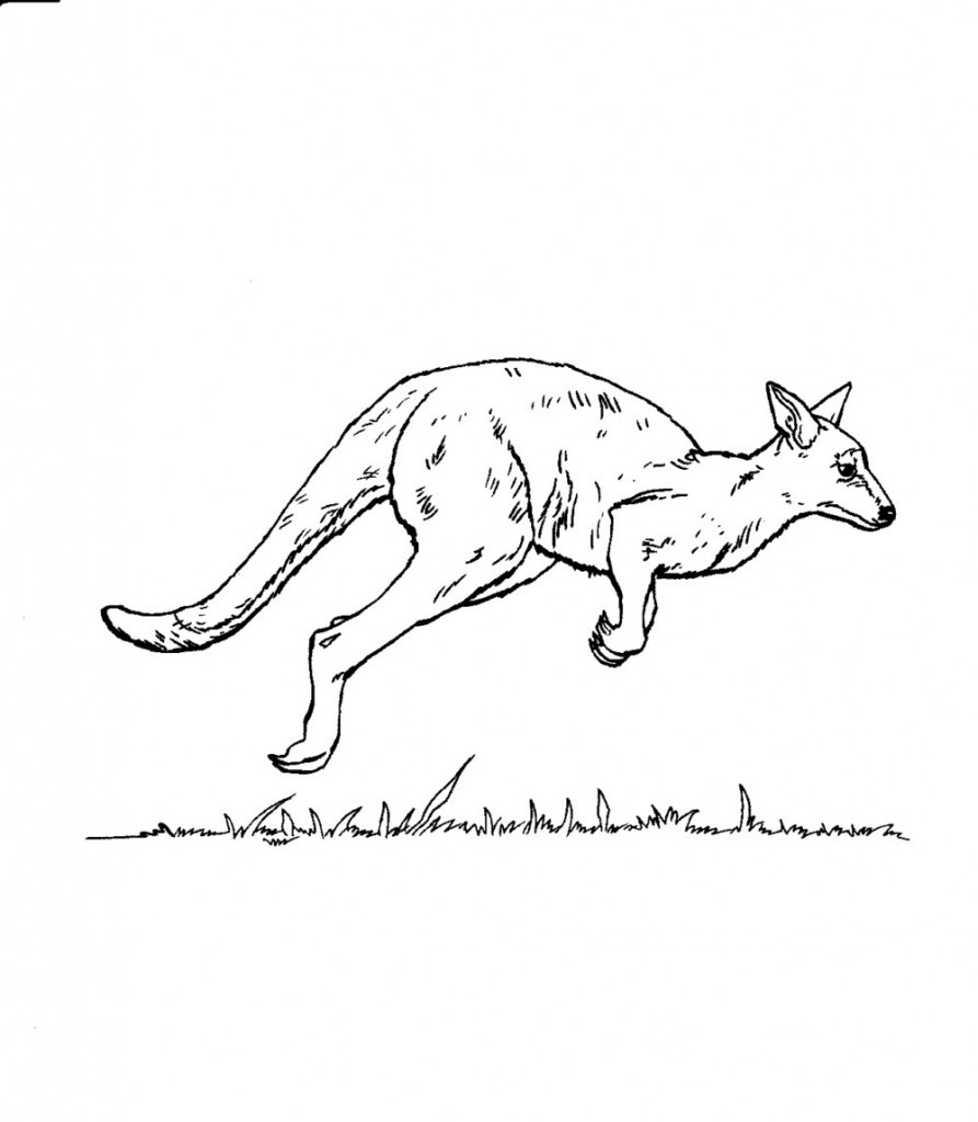 kangaroo footprint coloring pages - photo #23