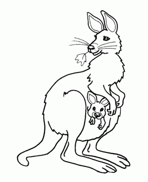 kangroo coloring pages - photo #10