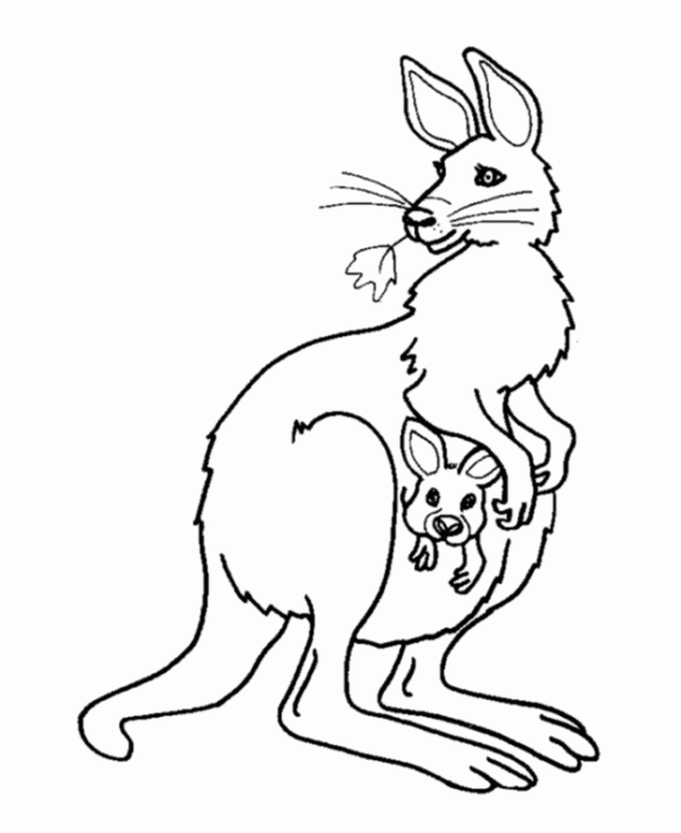 kangaroo coloring pages preschool black - photo #10