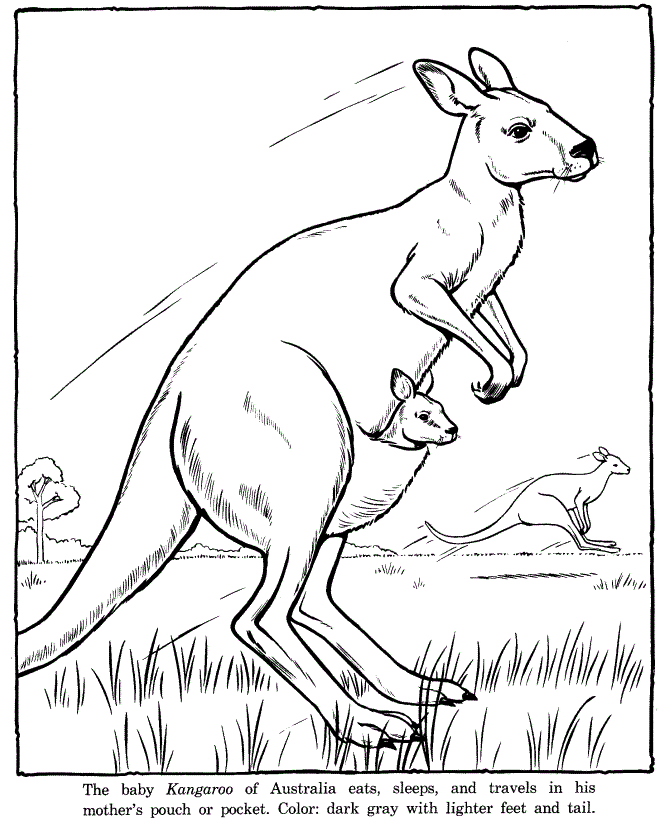 kangaroo coloring pages preschoolers - photo #24