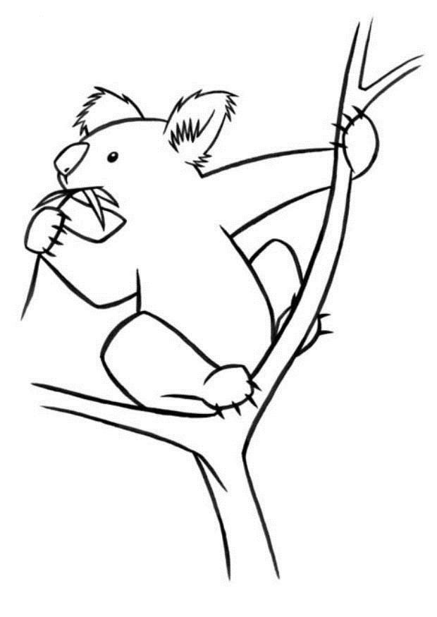 k is for koala bear coloring pages - photo #38
