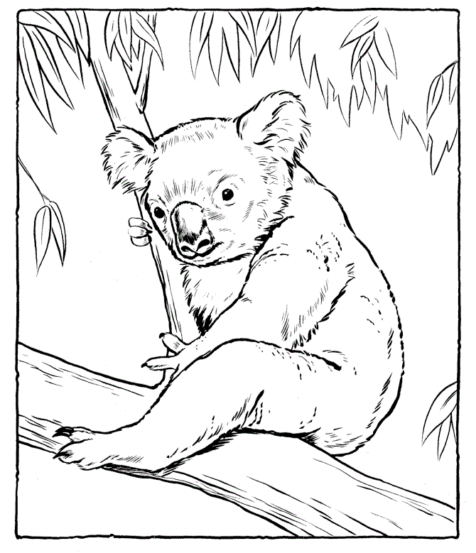 k is for koala bear coloring pages - photo #32