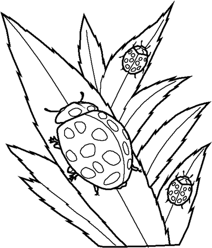 lady bug coloring book pages - photo #35