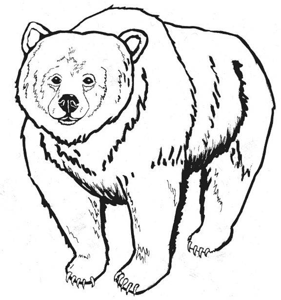 coloring pages of bears - photo #3