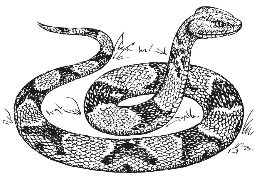 s is for snake coloring pages - photo #34