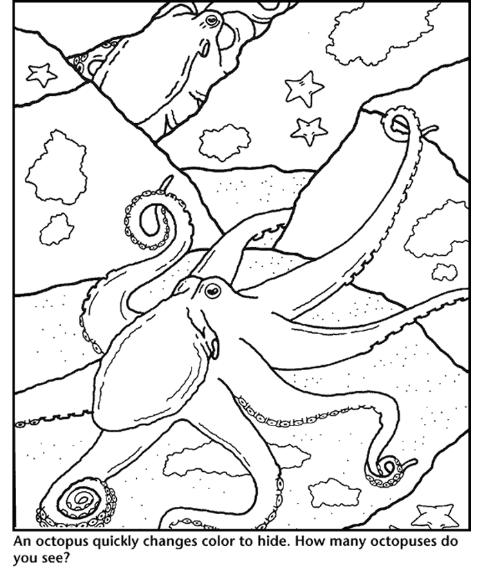 octopus and coloring pages - photo #14
