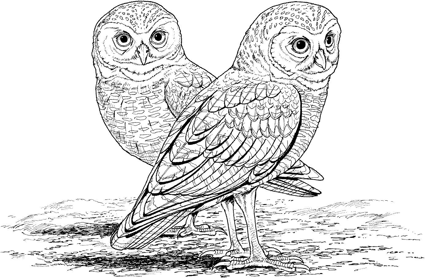 a owl coloring pages - photo #17