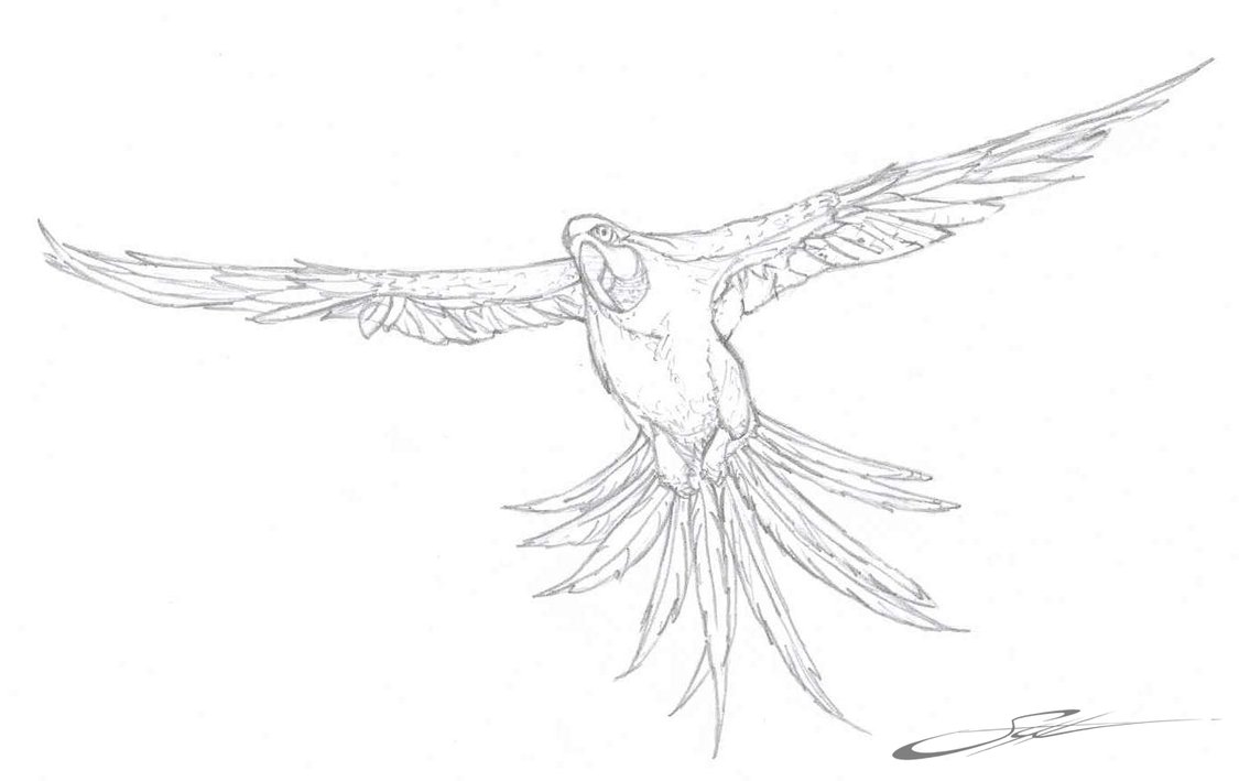 macaw parrot coloring pages - photo #28