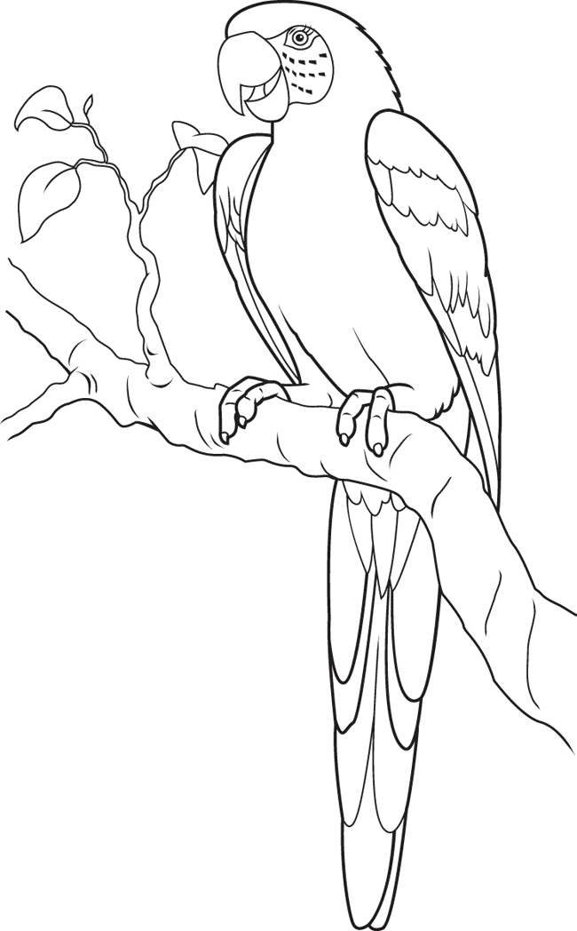 macaw coloring pages to print - photo #13