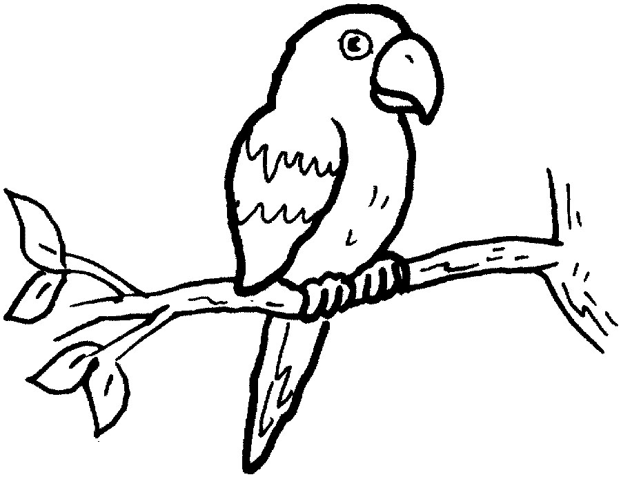 macaw coloring pages print - photo #11