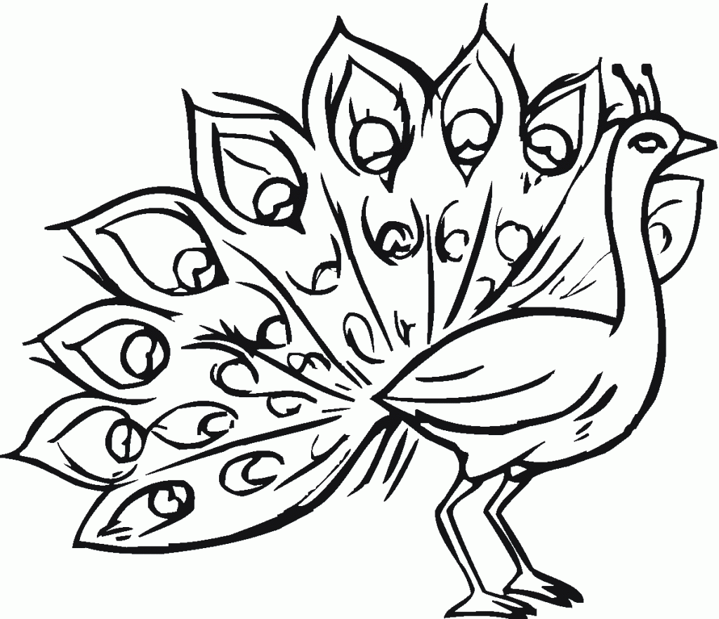 Free Printable Peacock Coloring Pages For Kids