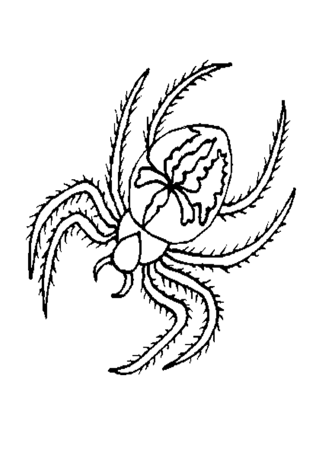 tarantule coloring pages - photo #42