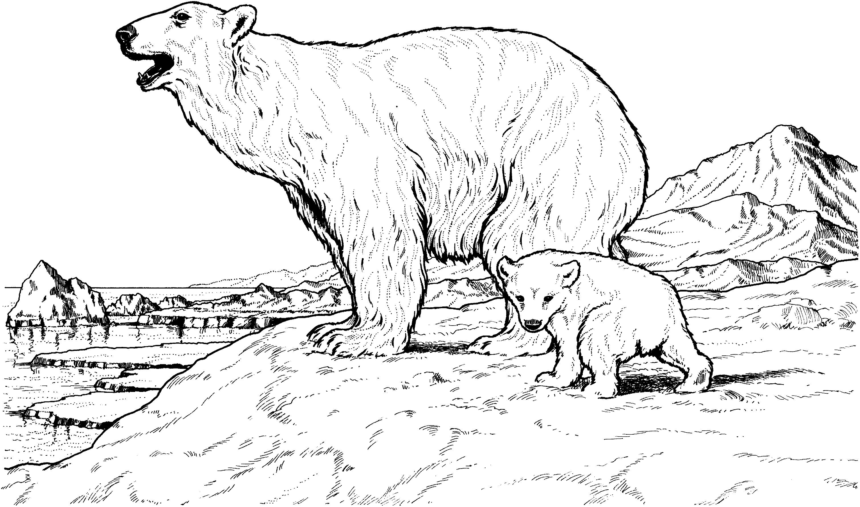 baby bear coloring pages - photo #37