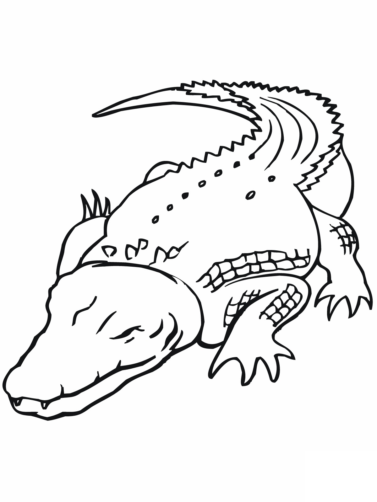 printable coloring pages crocodile - photo #25