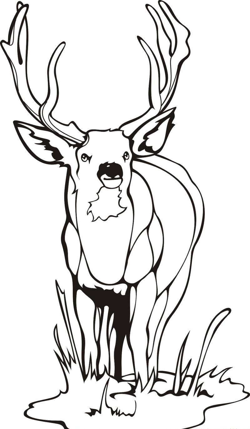 Deer Coloring Page Printable