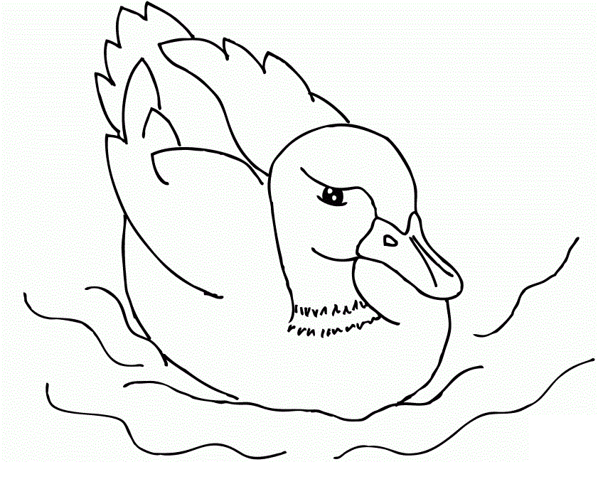 mallard ducks coloring pages - photo #14