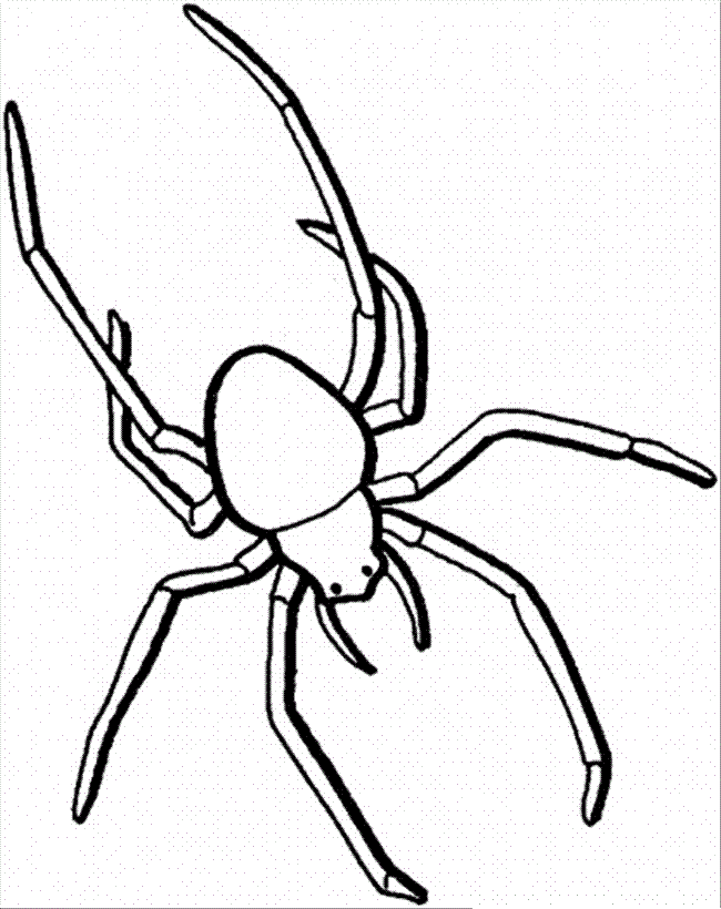 tarantule coloring pages - photo #45