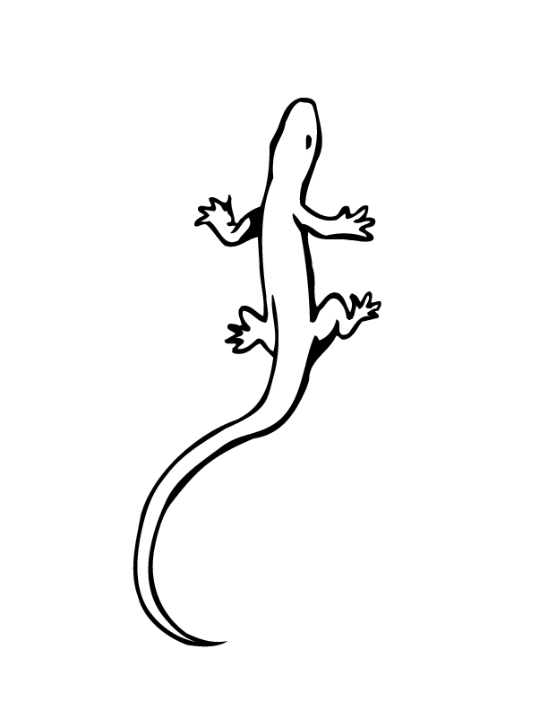 Lizard Printable Coloring Pages