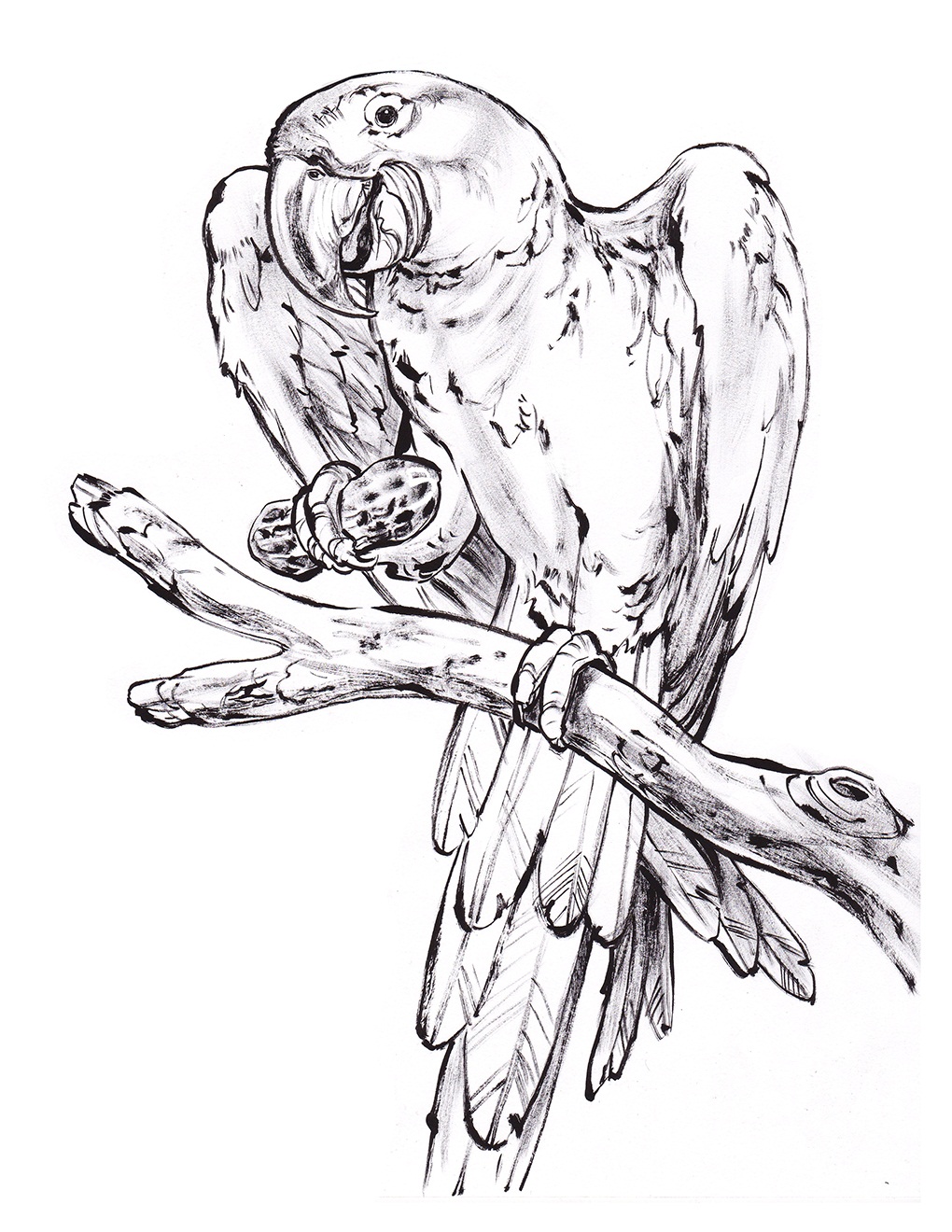 macaw coloring pages - photo #34