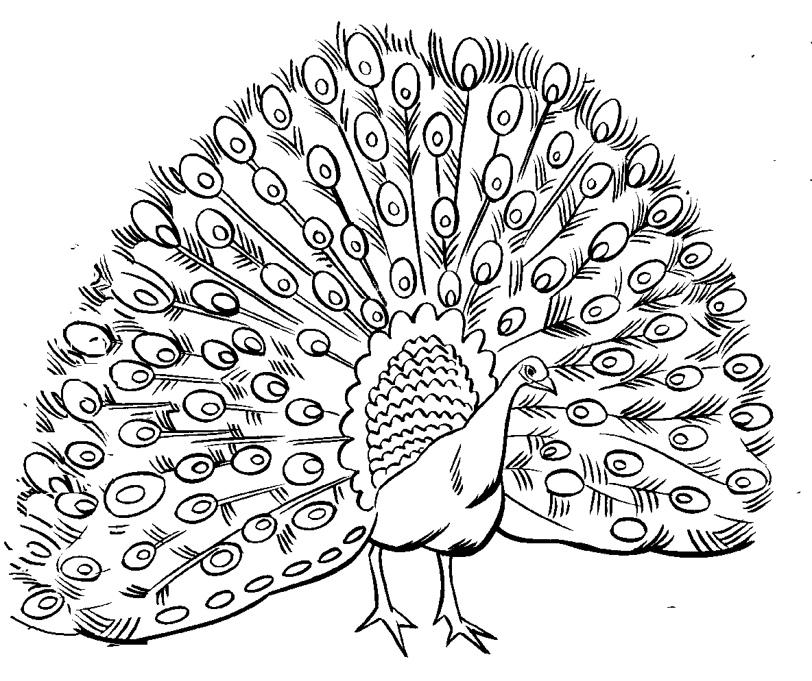 Free Printable Peacock Coloring Pages For Kids