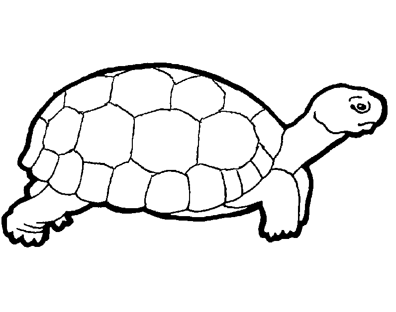 19+ Turtle Templates, Crafts & Colouring Pages Free & Premium Templates
