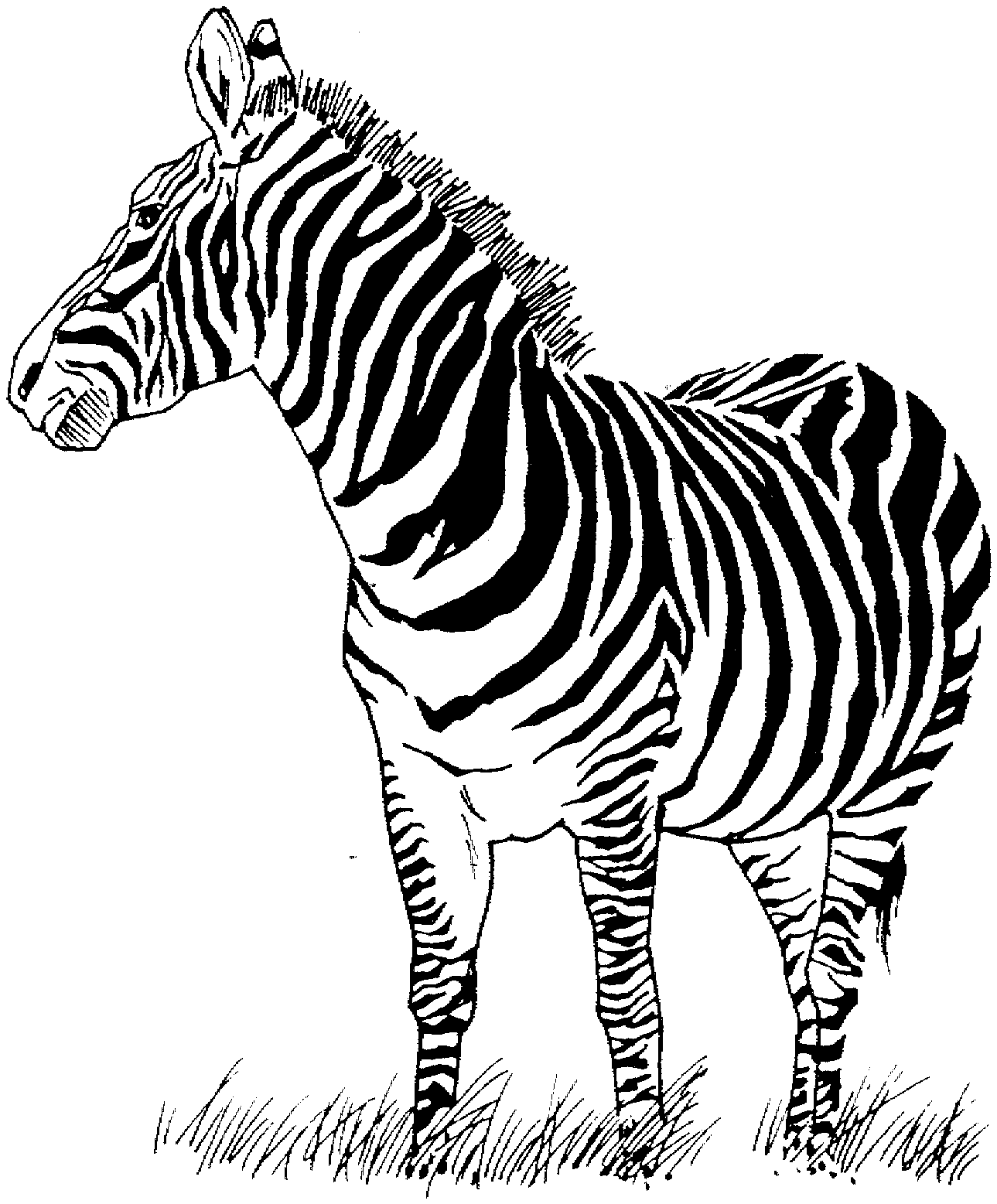 zebra template coloring pages - photo #12