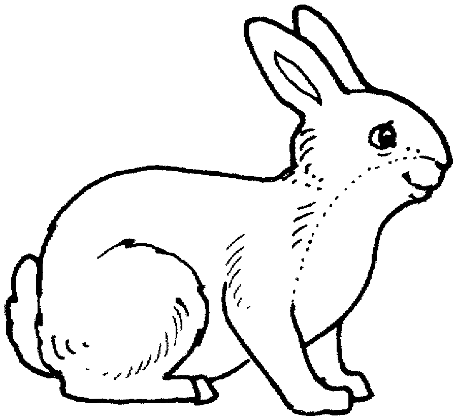 rabbit picture for kids coloring pages - photo #24
