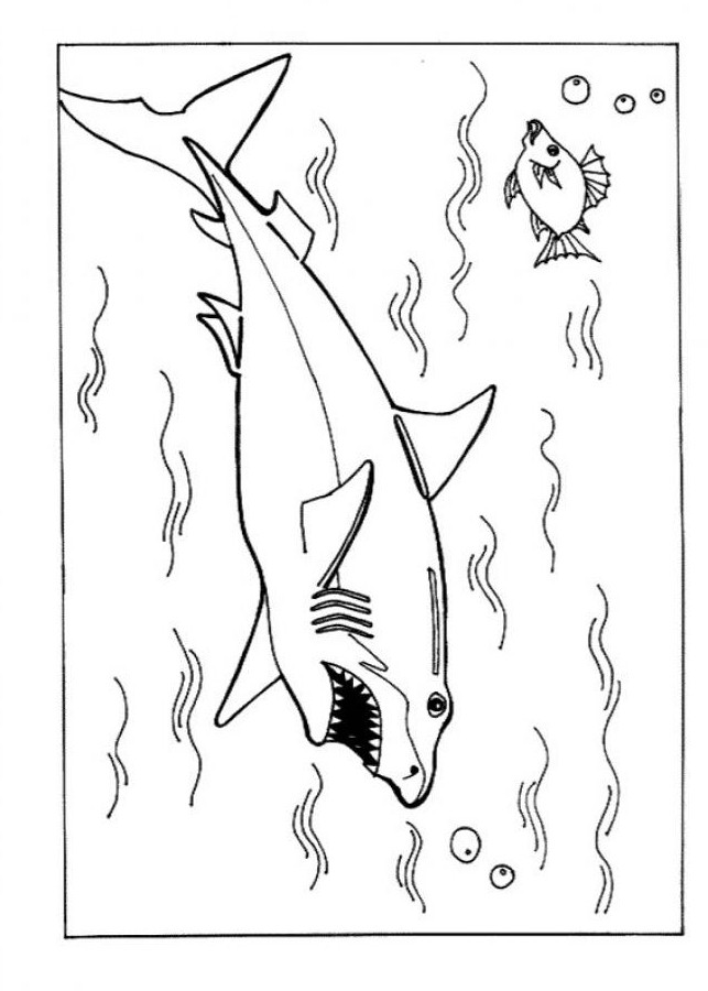 Free Printable Shark Coloring Pages For Kids