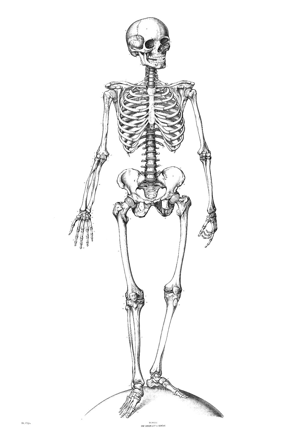 free-printable-skeleton-coloring-pages-for-kids