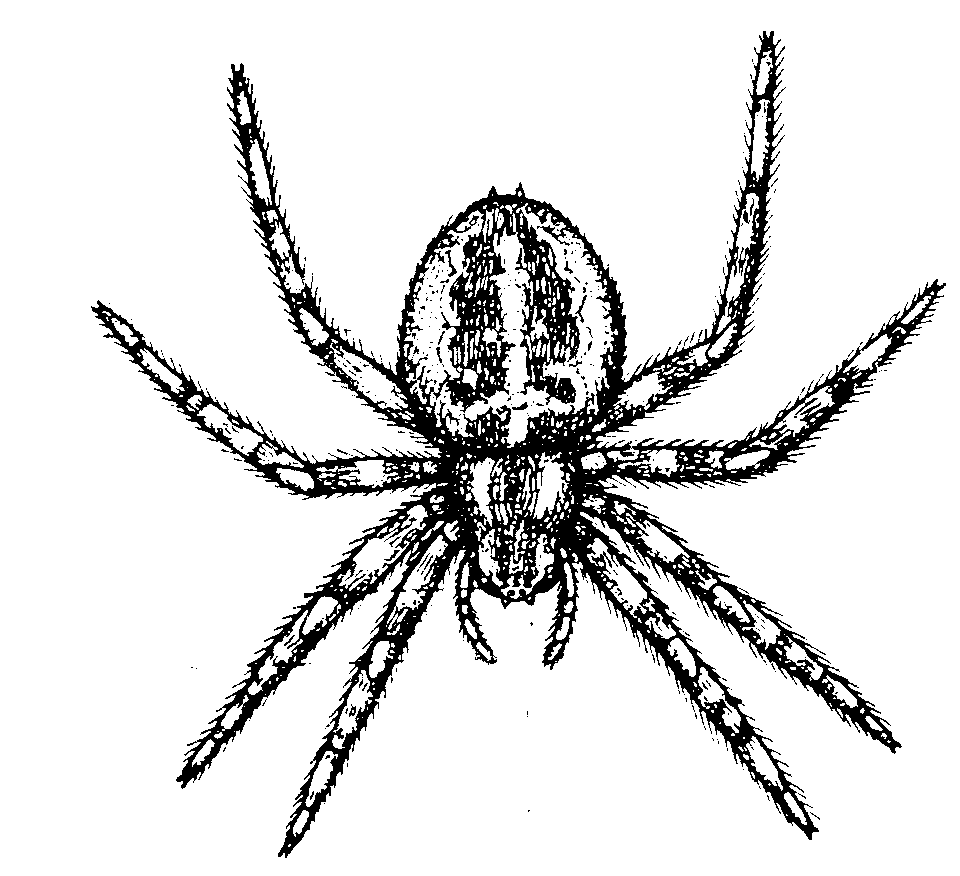 tarantule coloring pages - photo #40