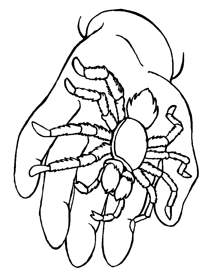 tarantule coloring pages - photo #24