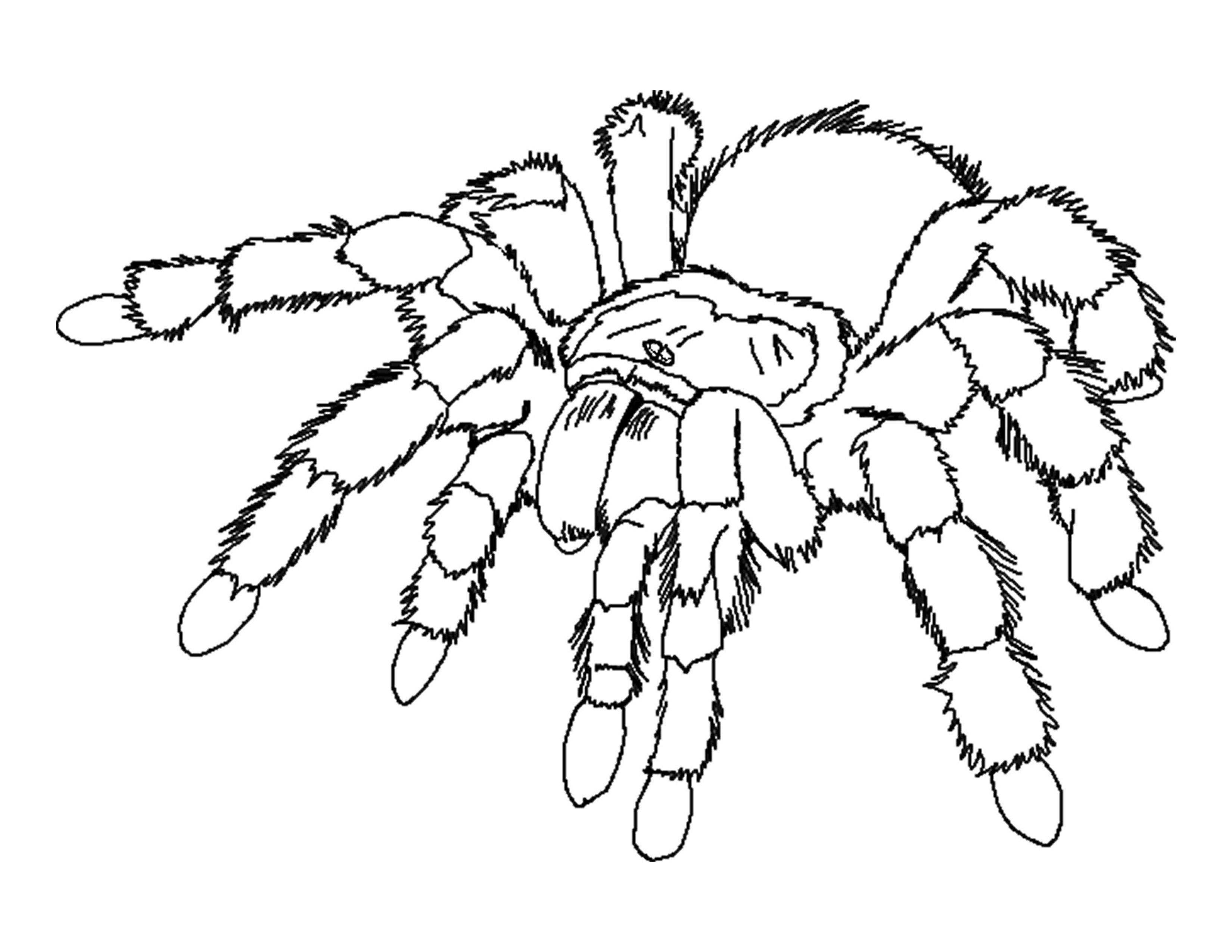 tarantule coloring pages - photo #1