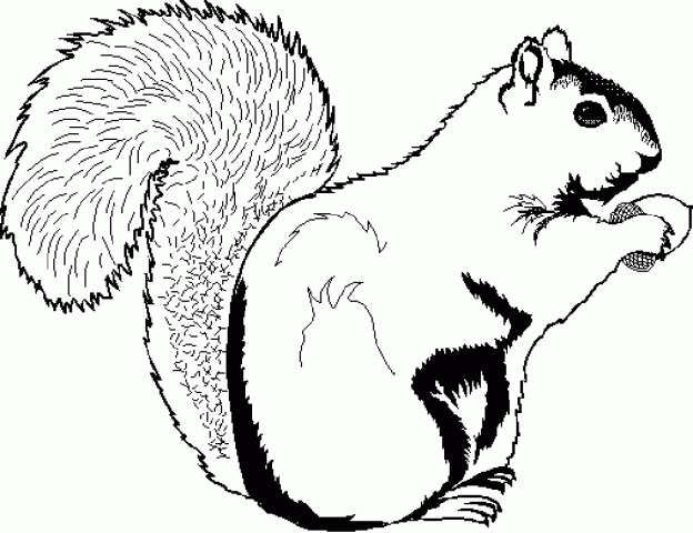 Squirrel Coloring Pages Free