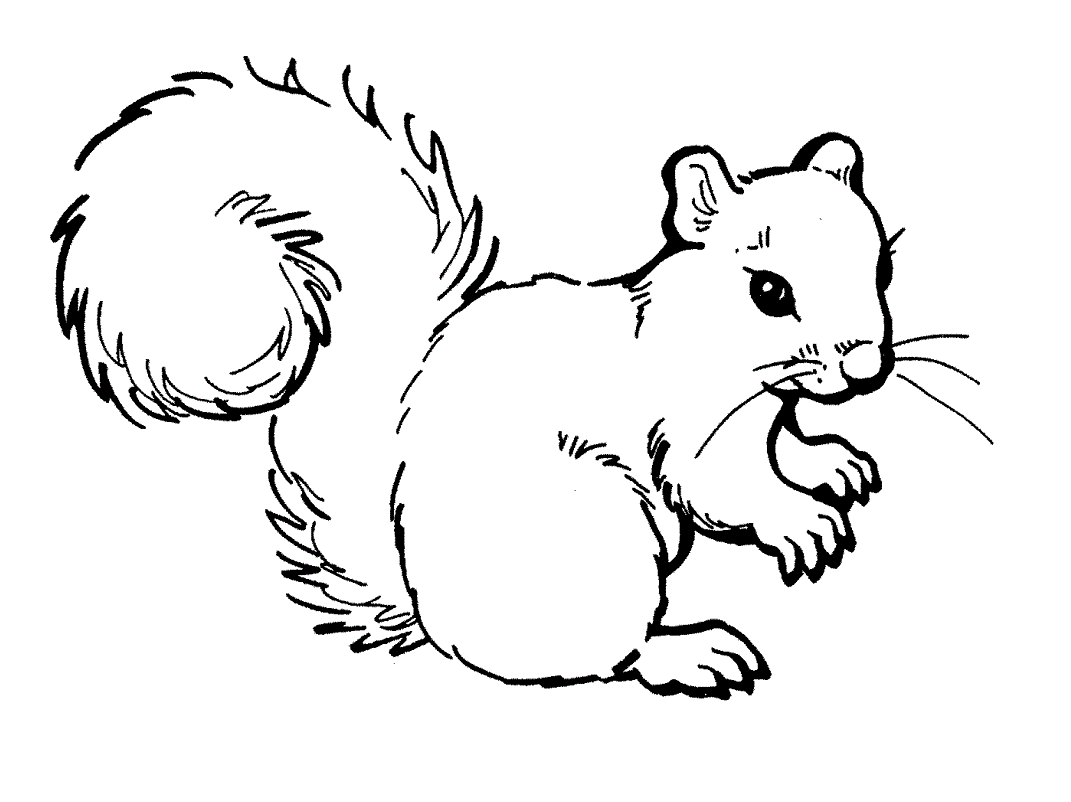 Free Printable Squirrel Coloring Pages For Kids