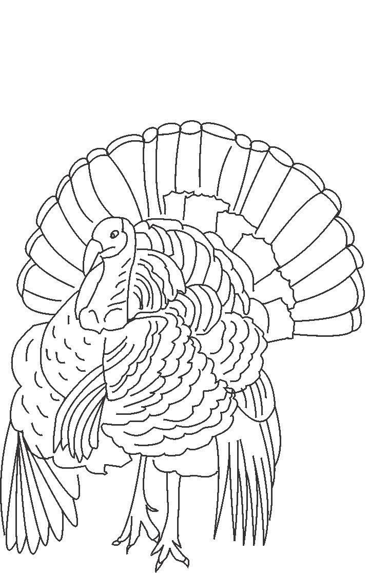 images of turkey coloring pages - photo #32