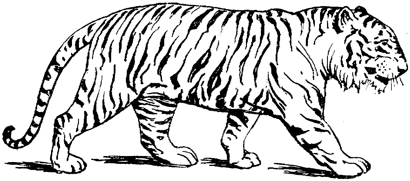 Free Printable Tiger Coloring Pages For Kids