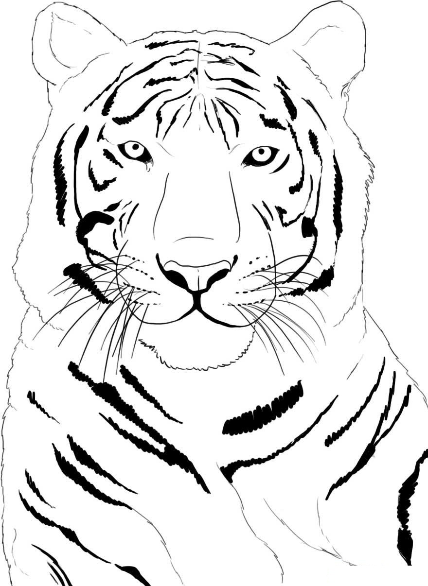 Free Printable Tiger Coloring Pages For Kids Free Printable Tiger Coloring Pages For Kids