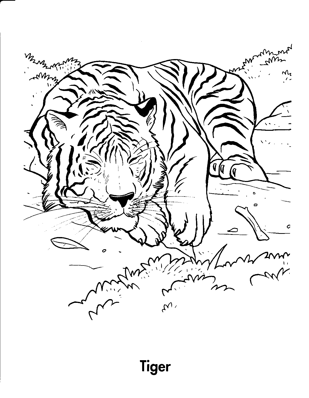 Free Printable Tiger Coloring Pages For Kids