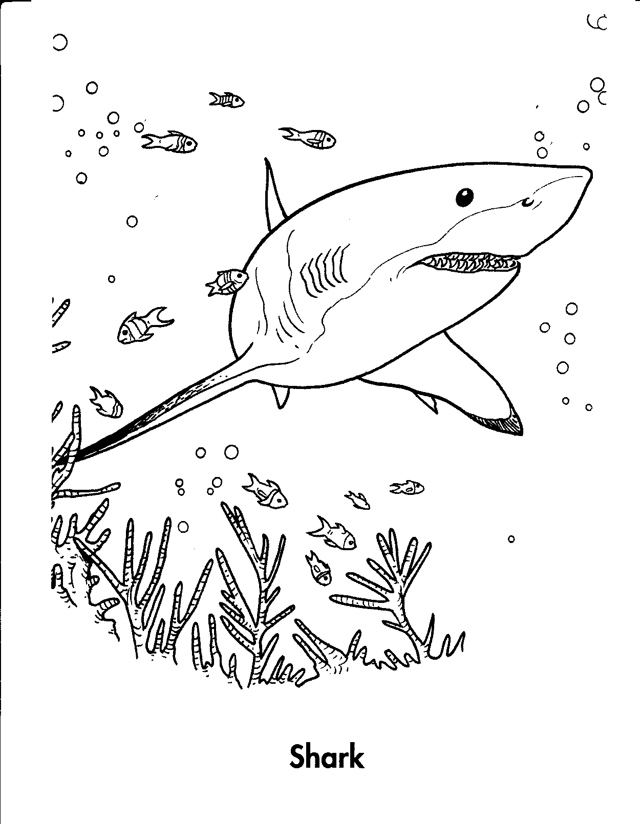 Tiger Shark Coloring Pages