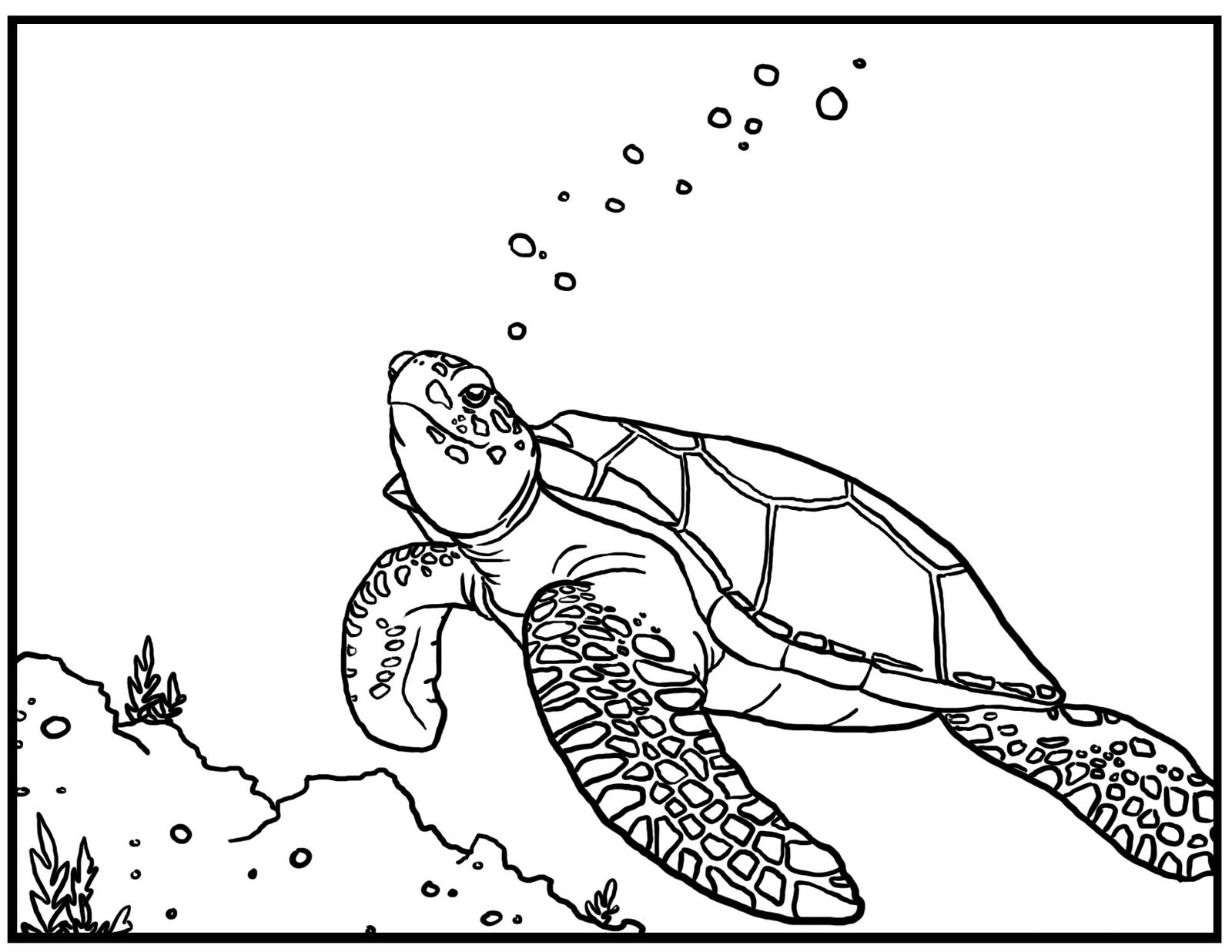 Free Printable Turtle Coloring Pages For Kids