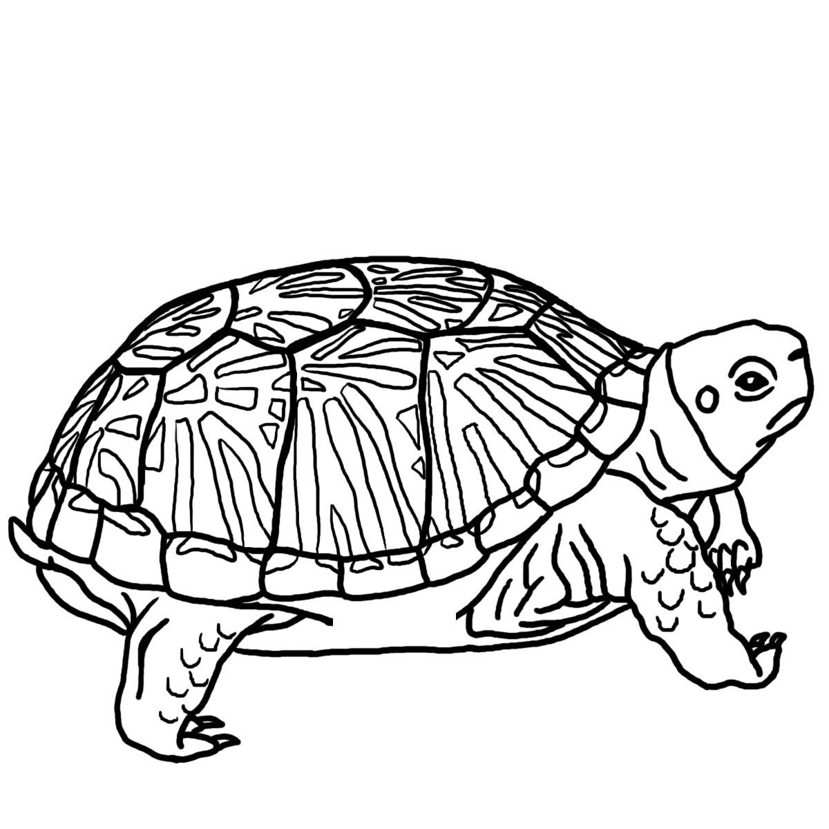 a turtle tale coloring pages - photo #44