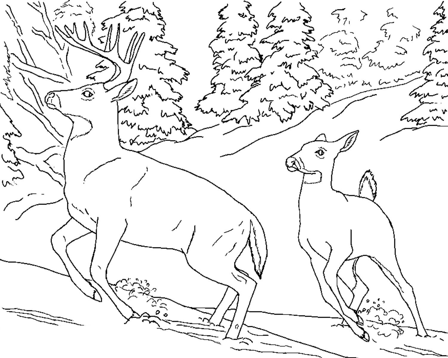 Deer Coloring Pages - Kidsuki