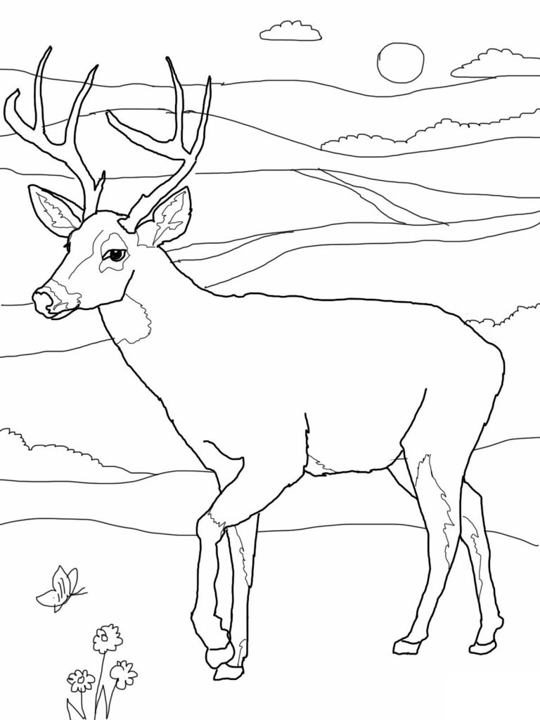 Free Printable Deer Coloring Pages For Kids